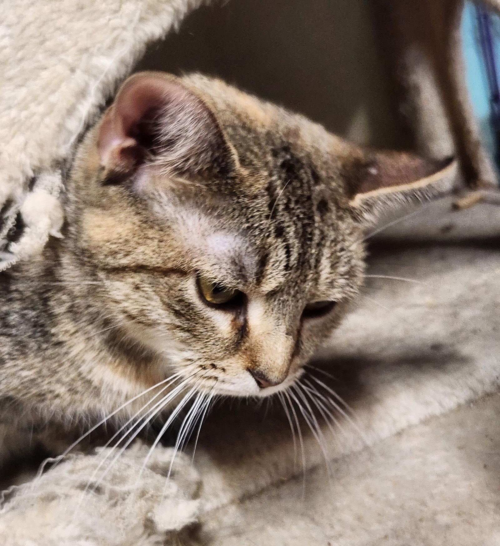 Enlarge Chowder, a Adoptable Domestic Short Hair in Crossville, TN image 3/3