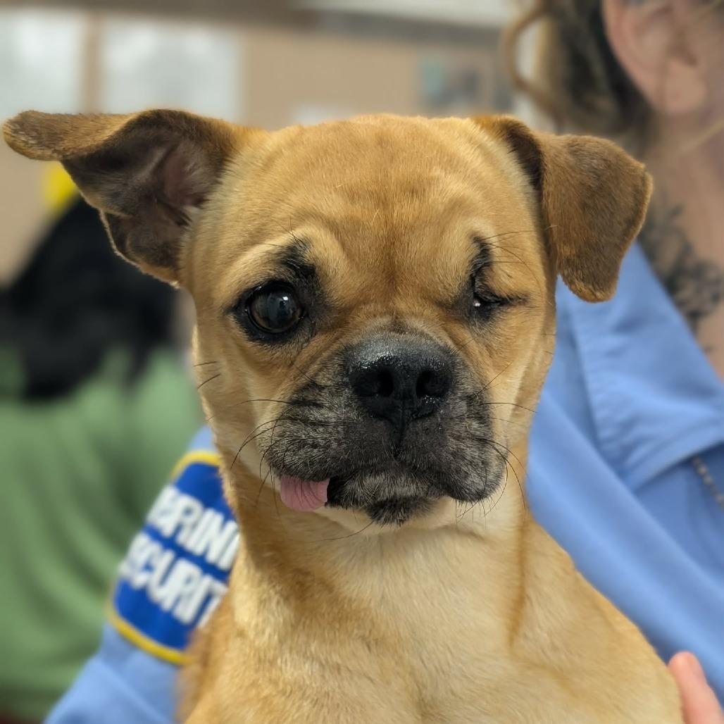 Pugzy, Adoptable, Adult Female Pug & Chihuahua.