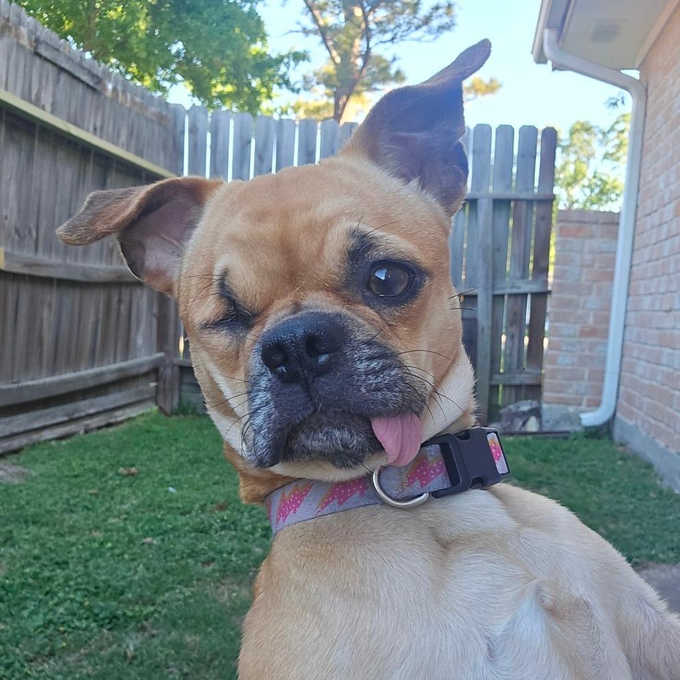 Enlarge Pugzy, a Adoptable mixed breed in Katy, TX image 2/3