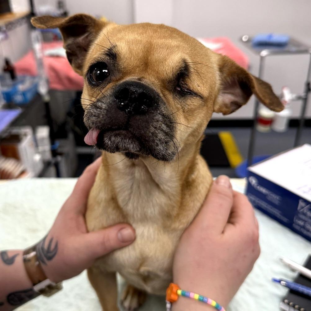 Enlarge Pugzy, a Adoptable mixed breed in Katy, TX image 3/3