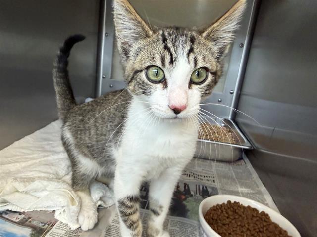Enlarge DRU, a Adoptable Domestic Short Hair in Santa Rosa, CA image 1/1