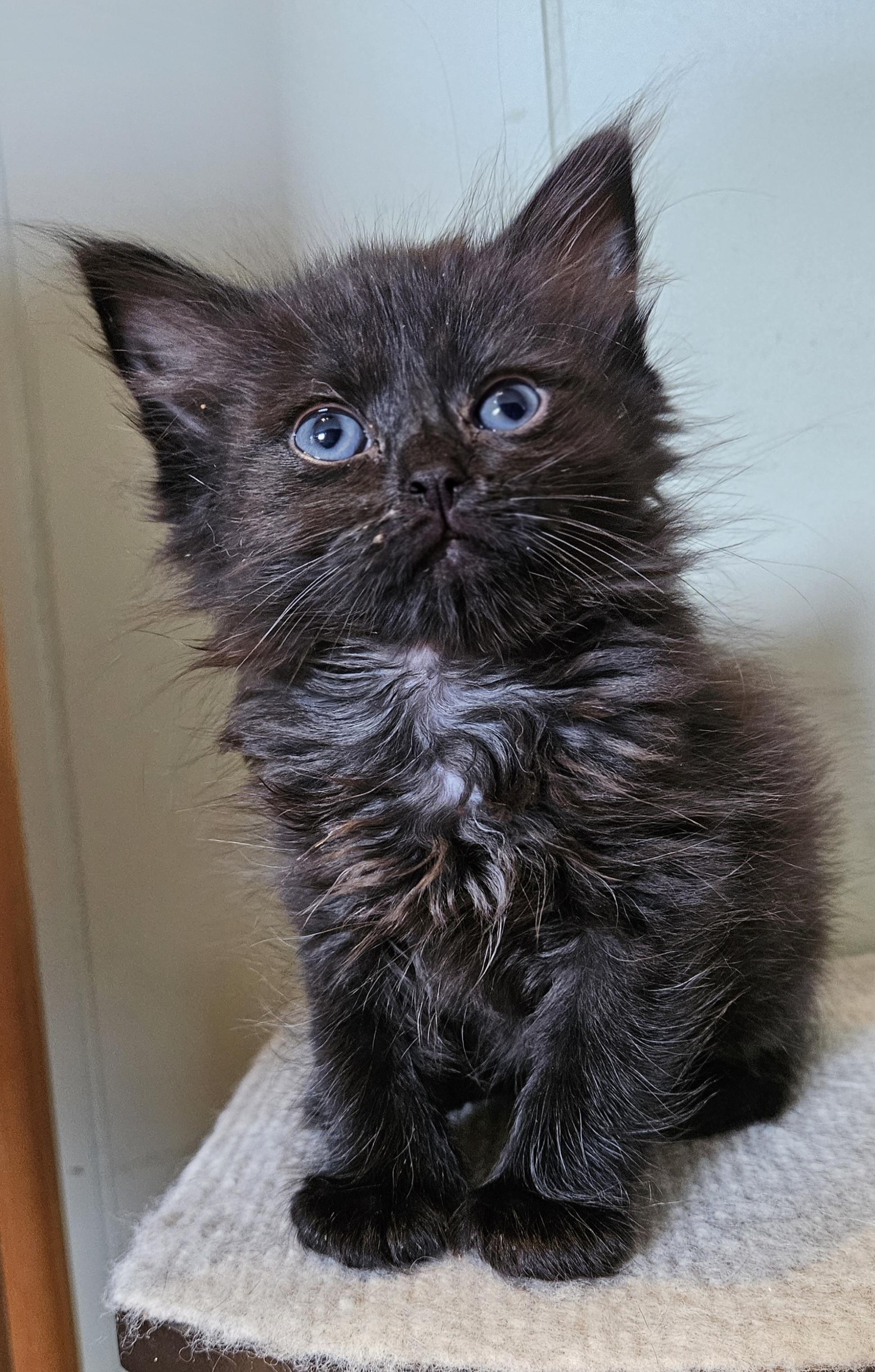 Enlarge Squeakie, an adopted Domestic Long Hair in Brockport, NY image 1/5