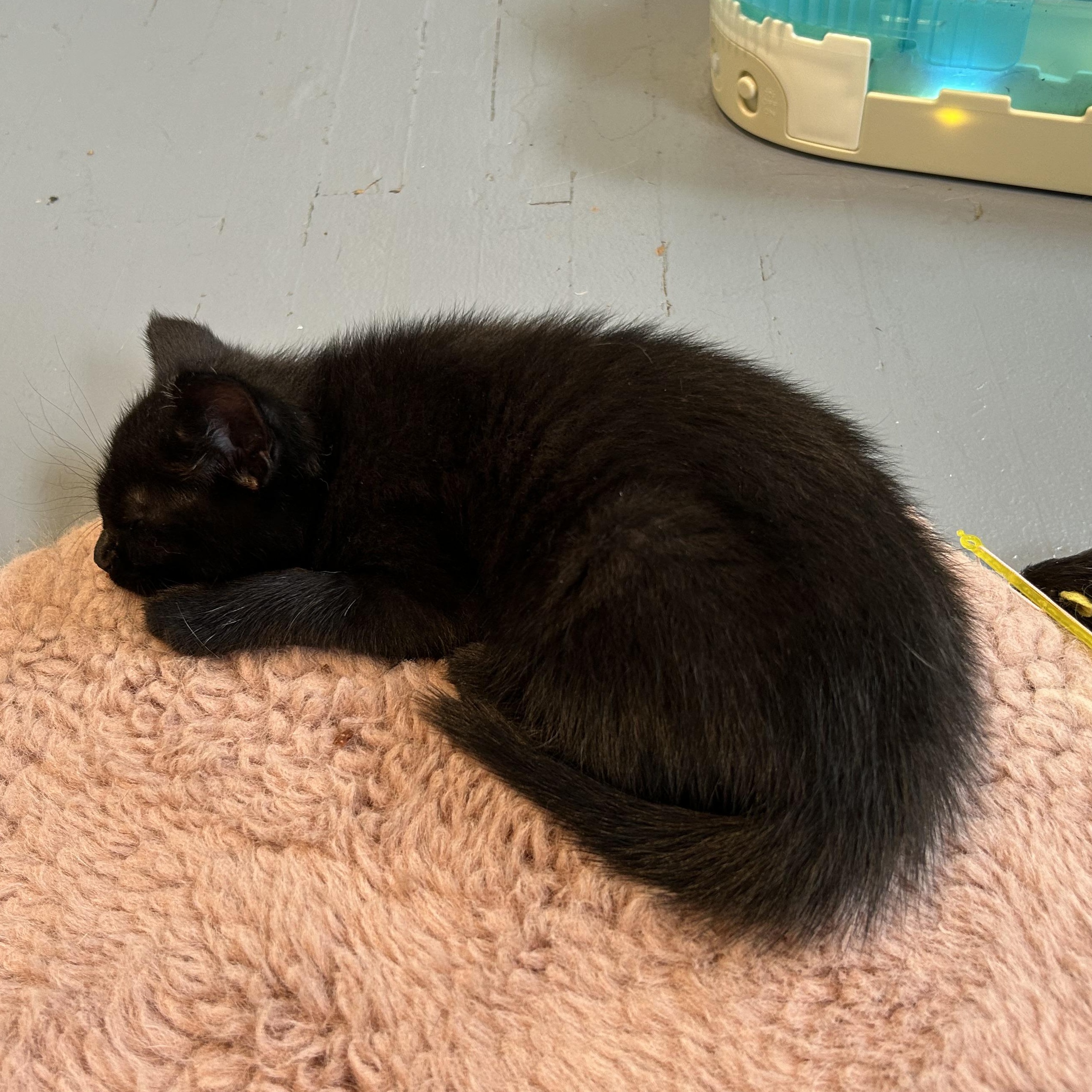 Enlarge Squeakie, an adopted Domestic Long Hair in Brockport, NY image 4/5