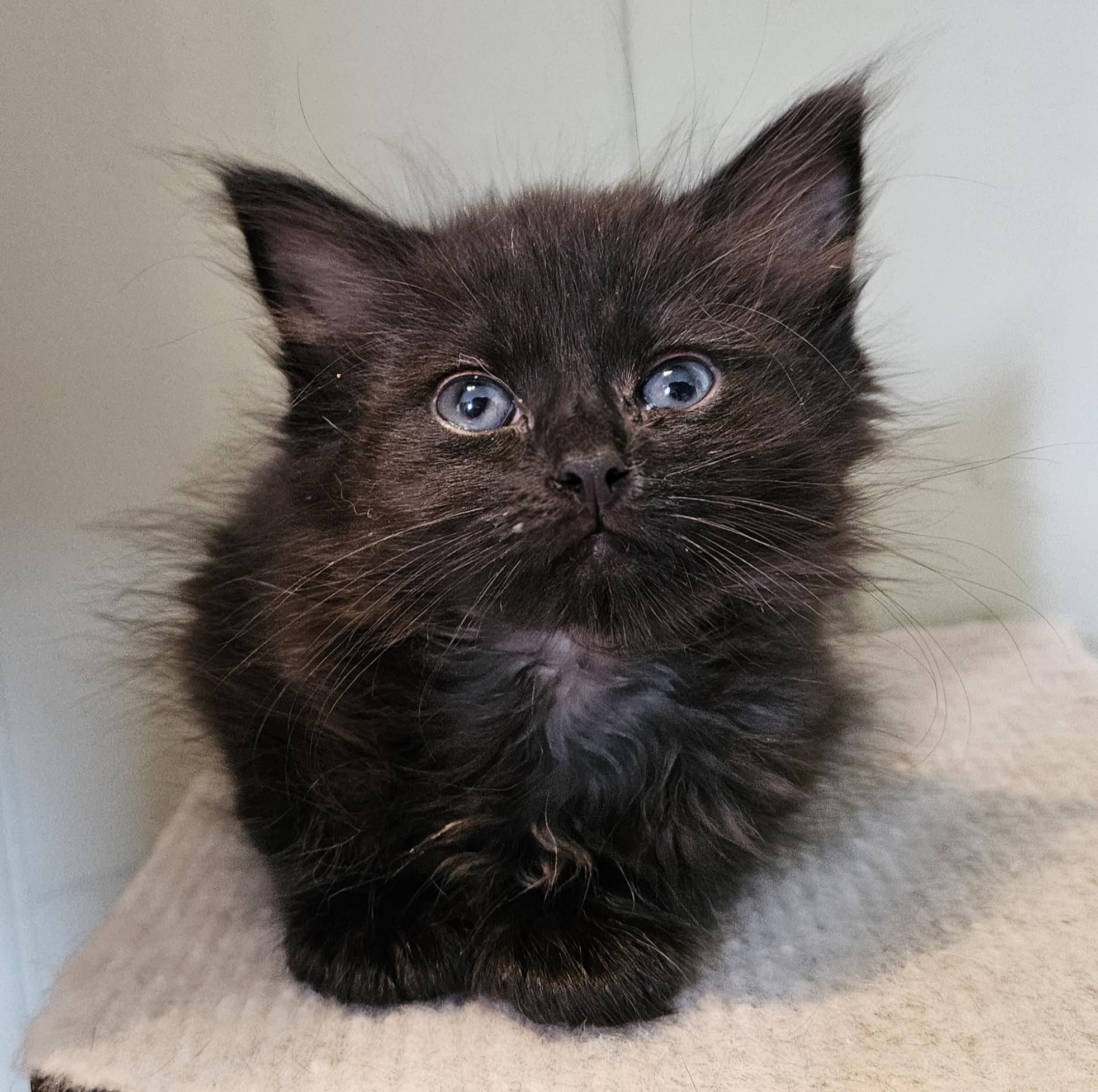 Enlarge Squeakie, an adopted Domestic Long Hair in Brockport, NY image 2/5