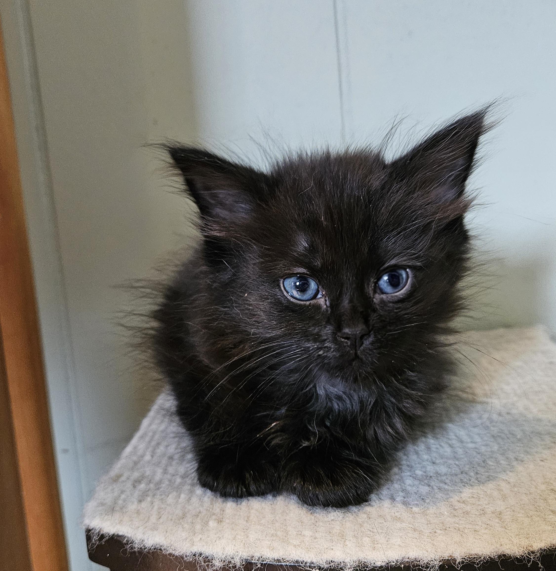 Enlarge Squeakie, an adopted Domestic Long Hair in Brockport, NY image 3/5