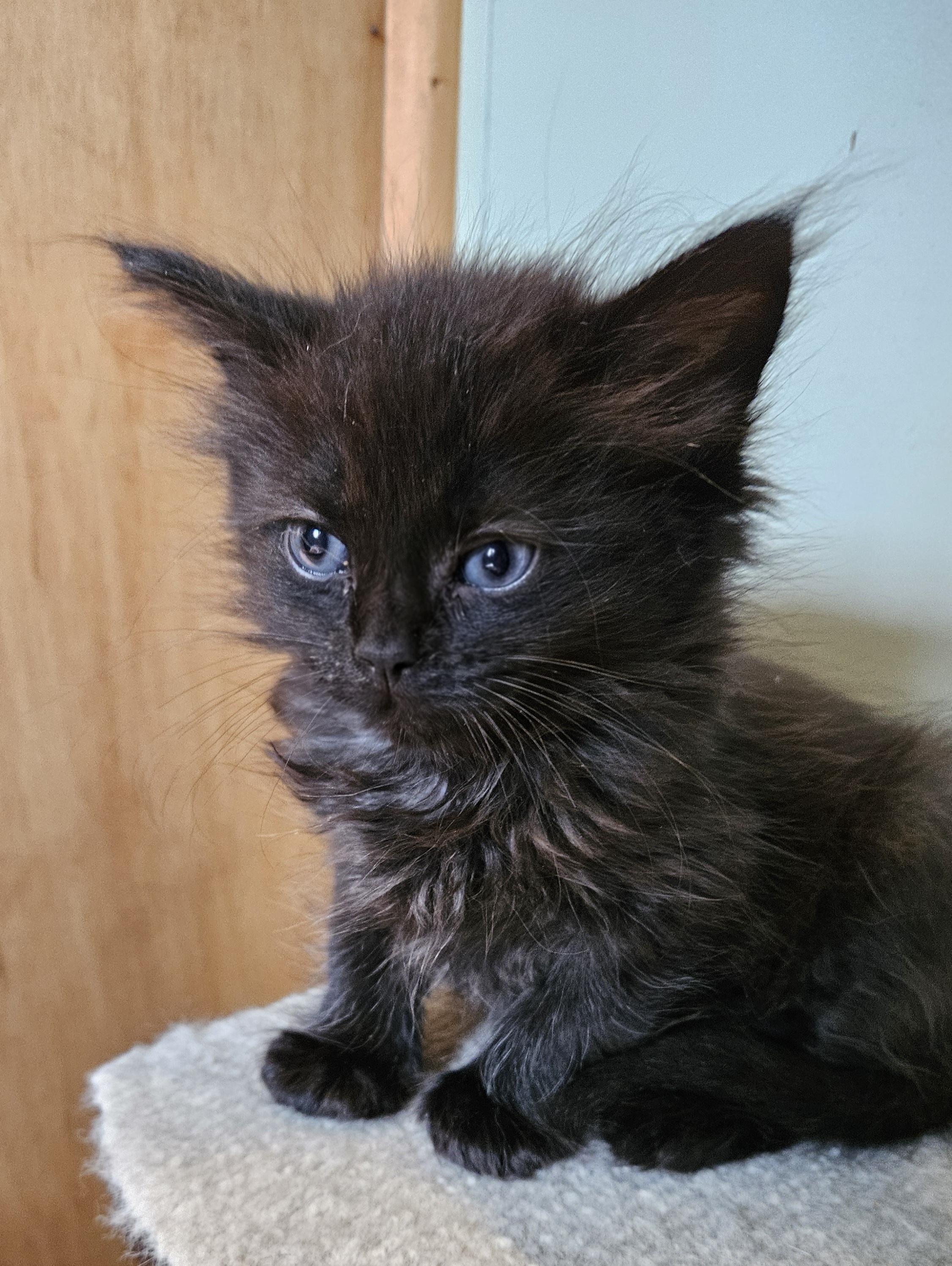 Enlarge Squeakie, an adopted Domestic Long Hair in Brockport, NY image 5/5