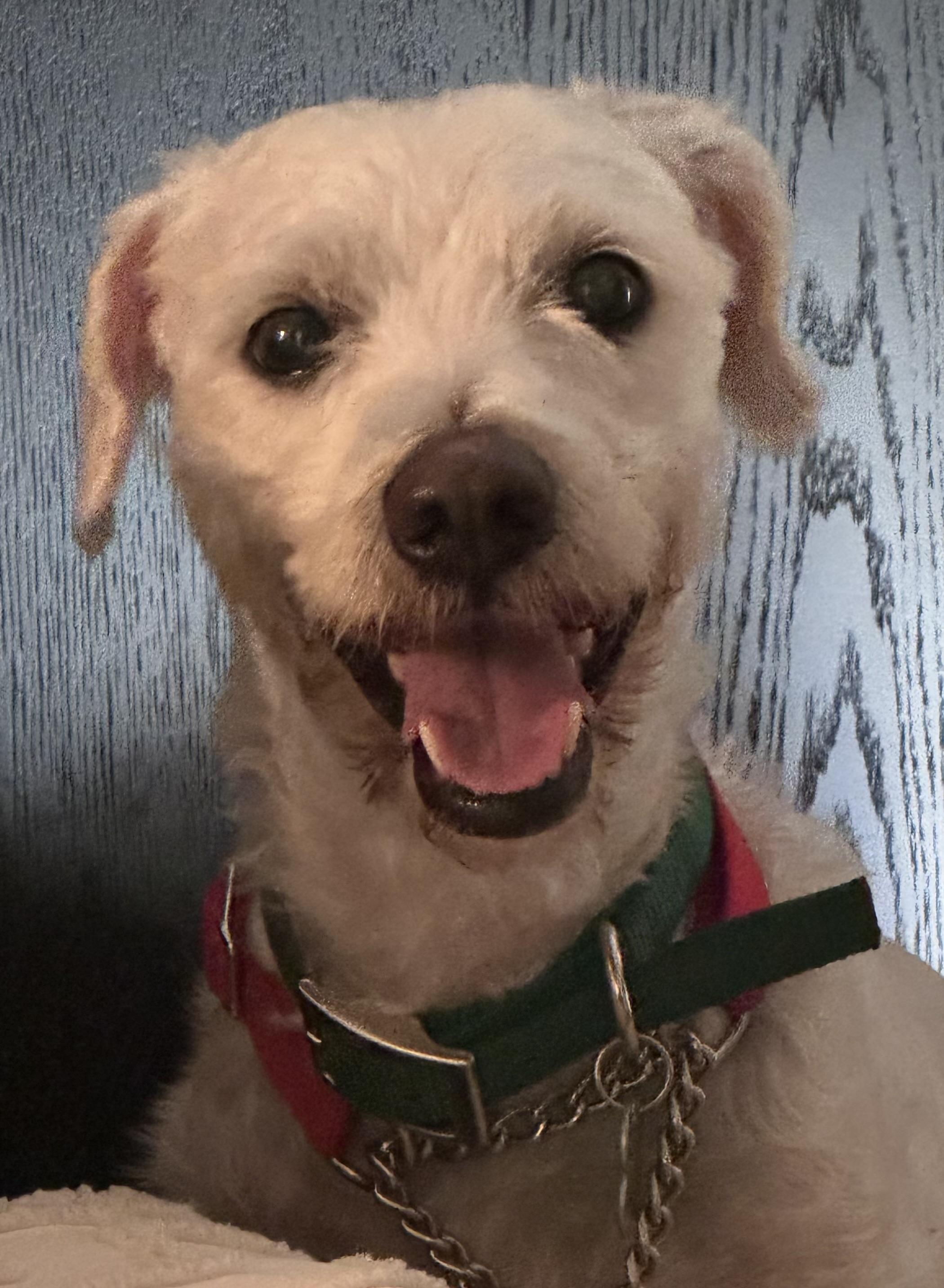 Elf, Adoptable, Young Male Poodle & Miniature Schnauzer.