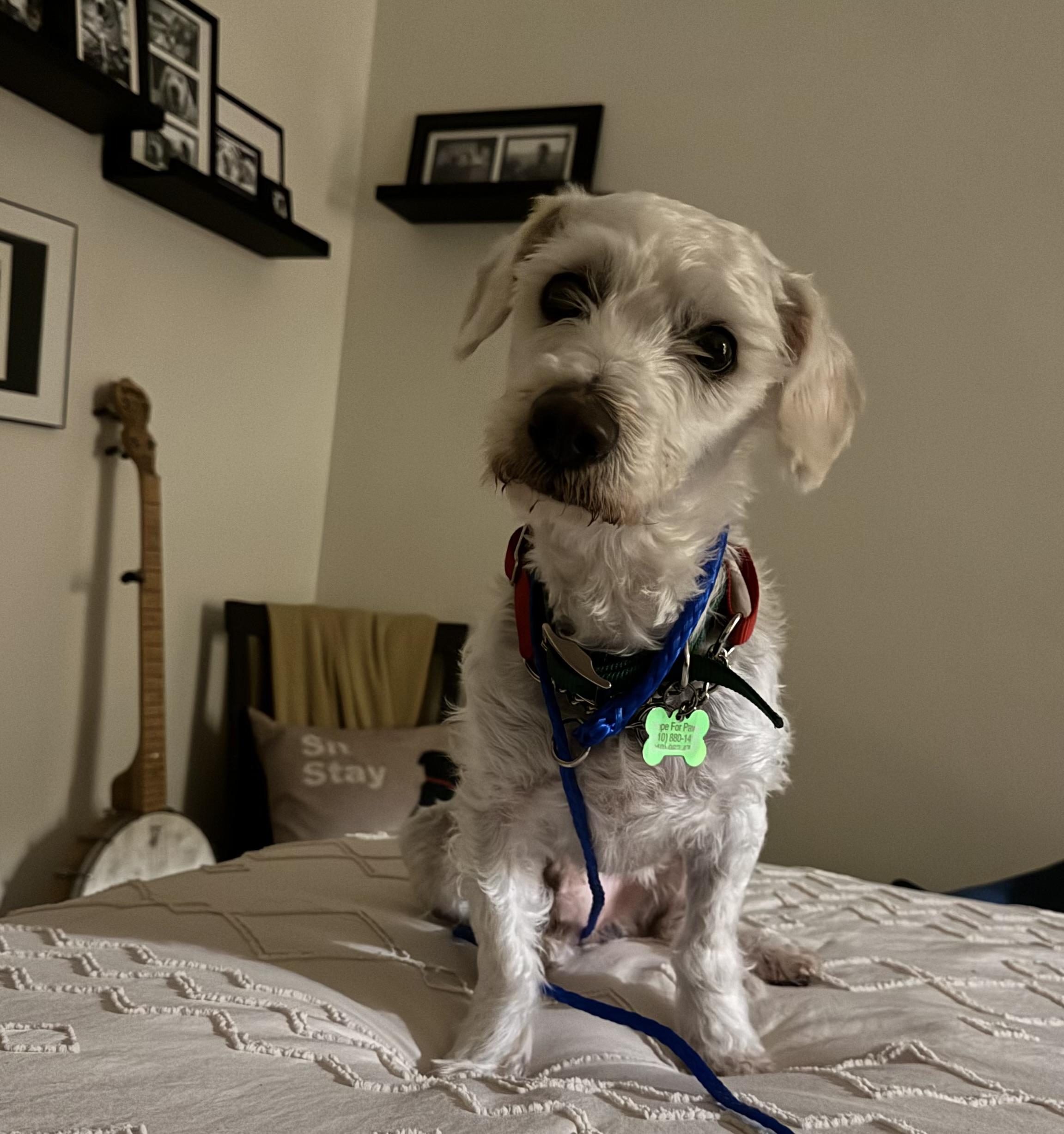 Enlarge Elf, a Adoptable mixed breed in Upland, CA image 2/3
