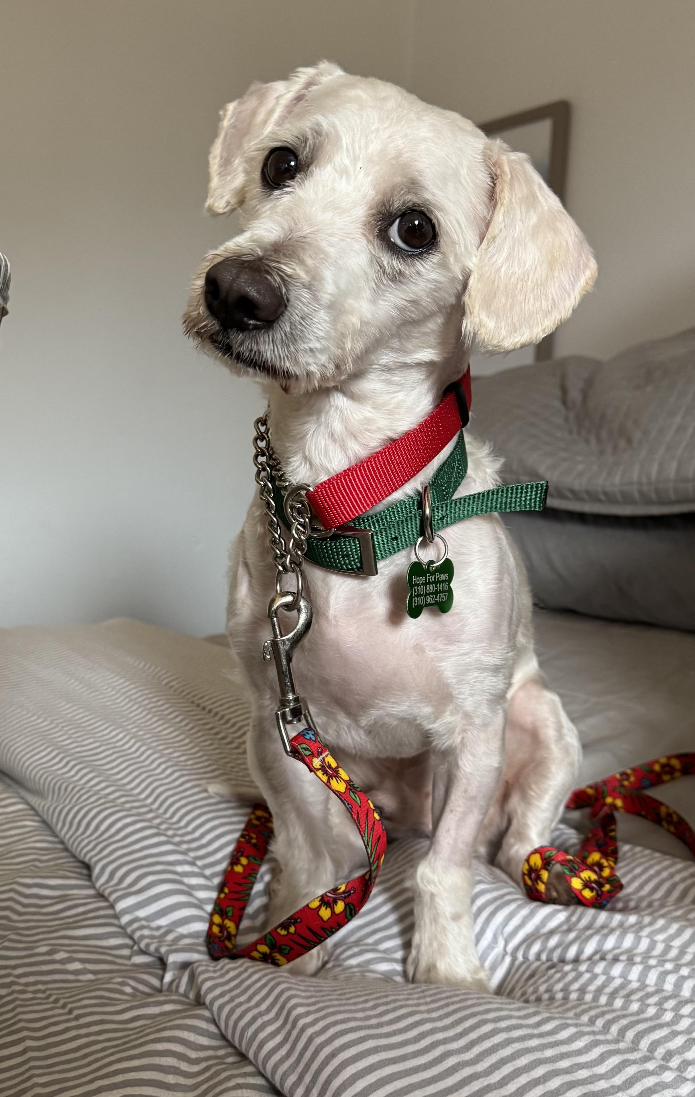 Enlarge Elf, a Adoptable mixed breed in Upland, CA image 3/3