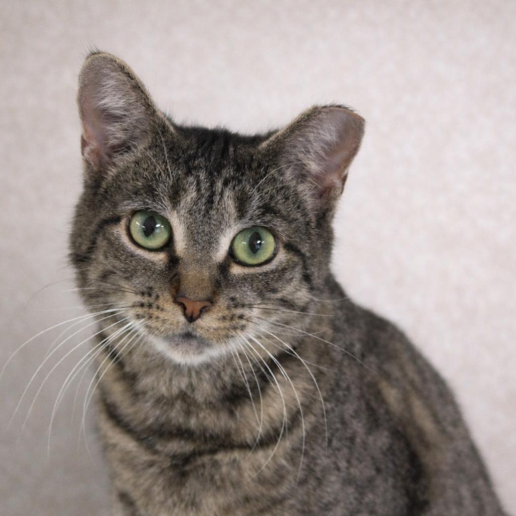 Bella, Adoptable, Young Female Tabby.