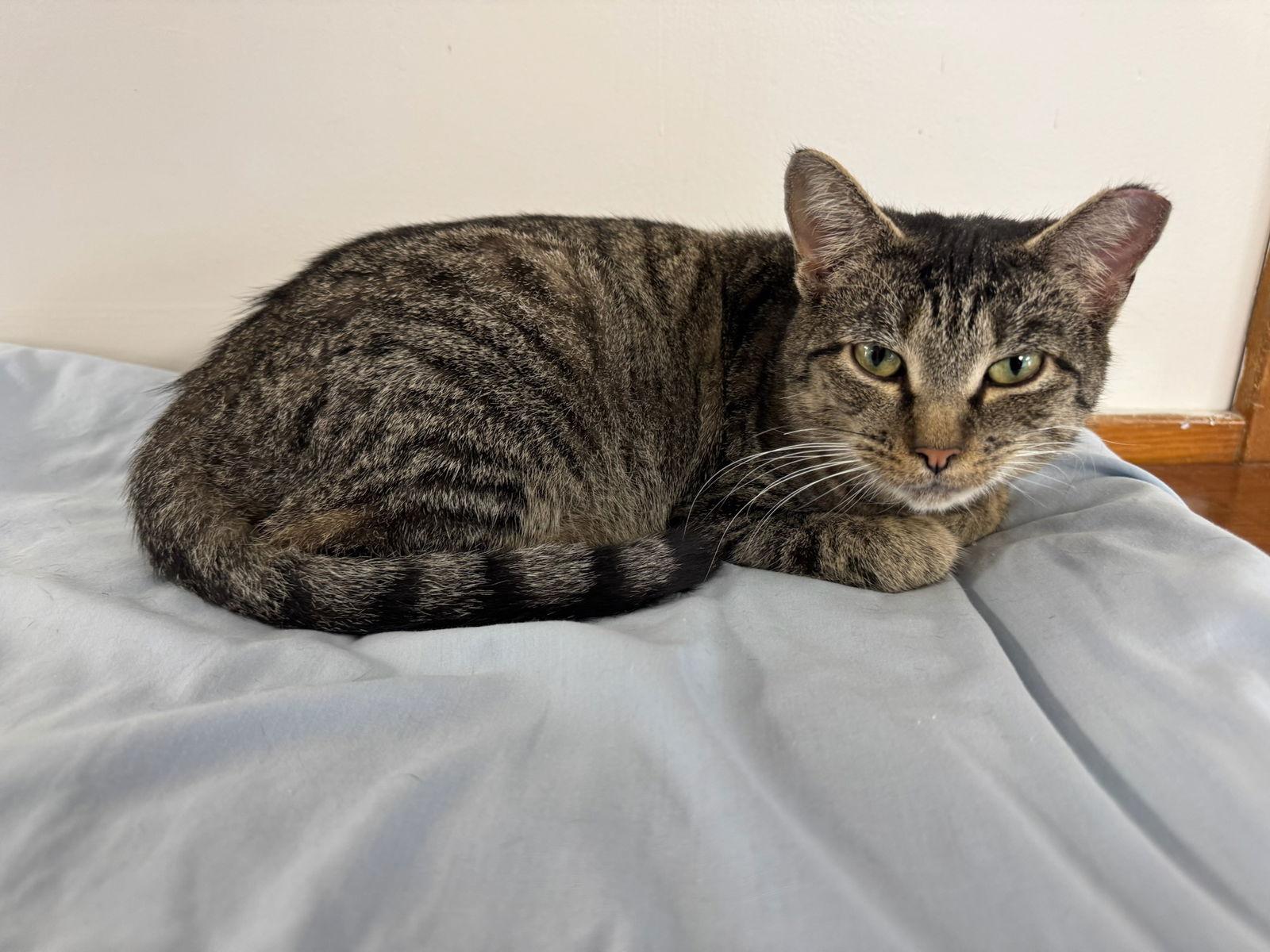 Bella, Adoptable, Young Female Tabby.