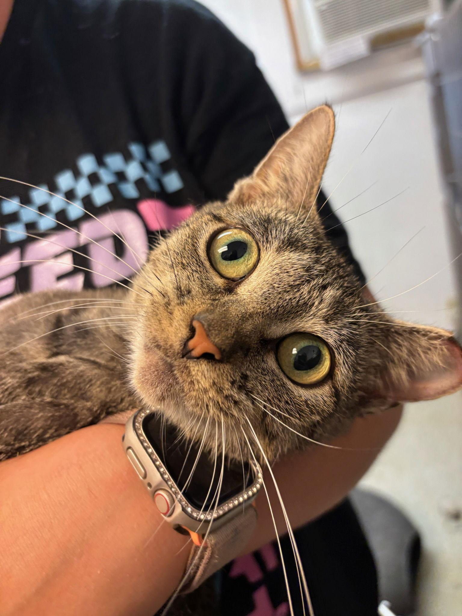 Bella, a Adoptable Tabby in Hopewell, VA image 2/3