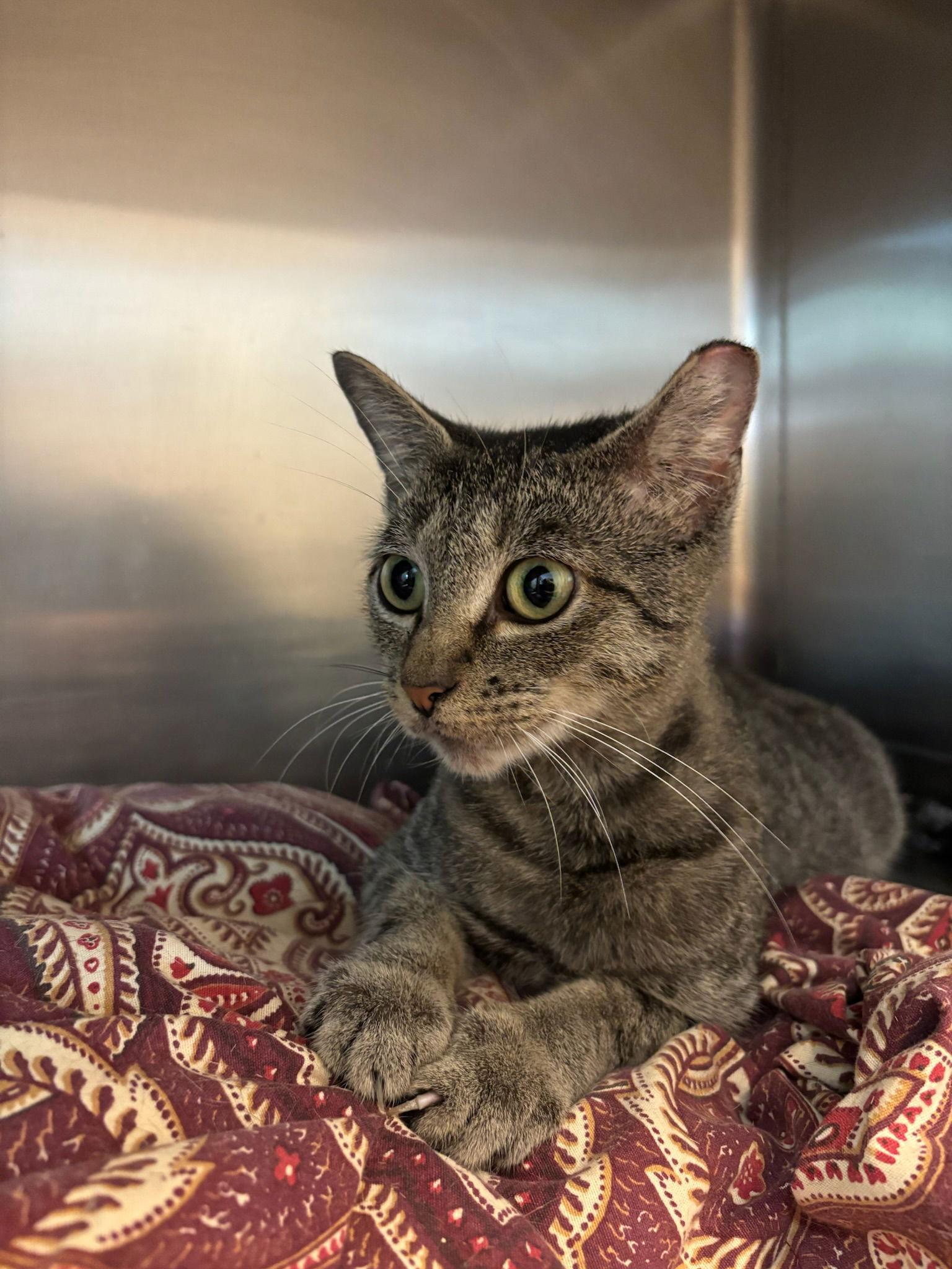 Bella, a Adoptable Tabby in Hopewell, VA image 3/3