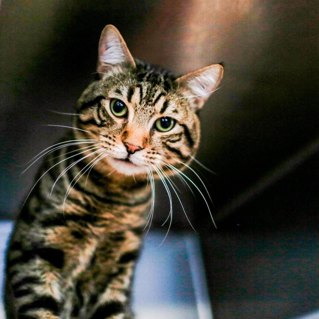 Enlarge Popy, a Adoptable Domestic Short Hair in Dover, NH image 2/3