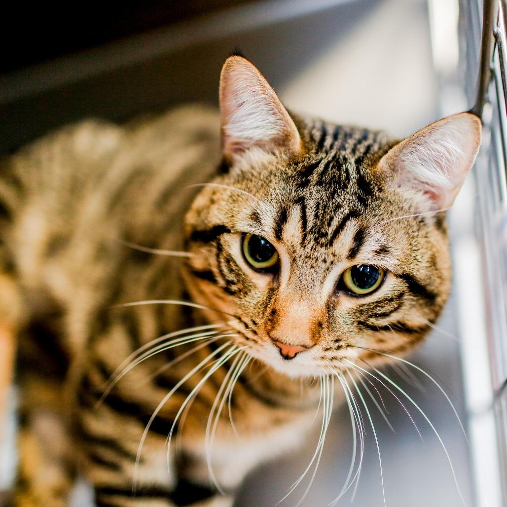 Enlarge Popy, a Adoptable Domestic Short Hair in Dover, NH image 3/3