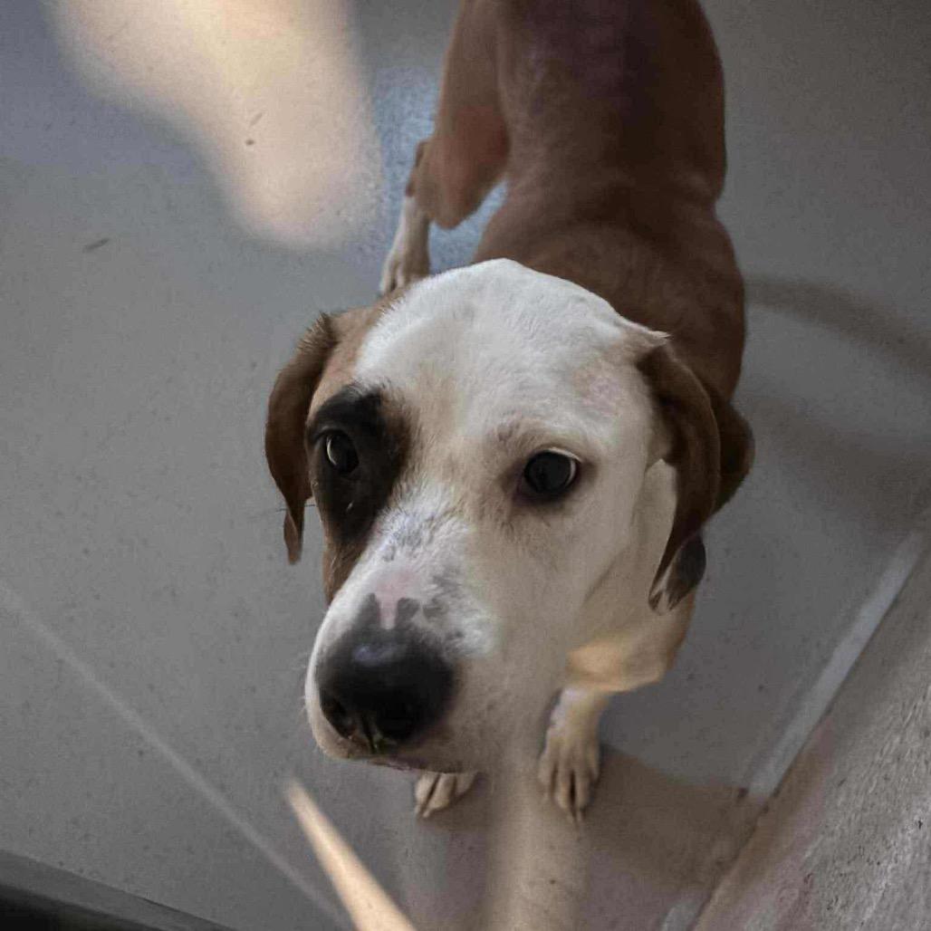 Opal, Adoptable, Adult Female Mixed Breed.