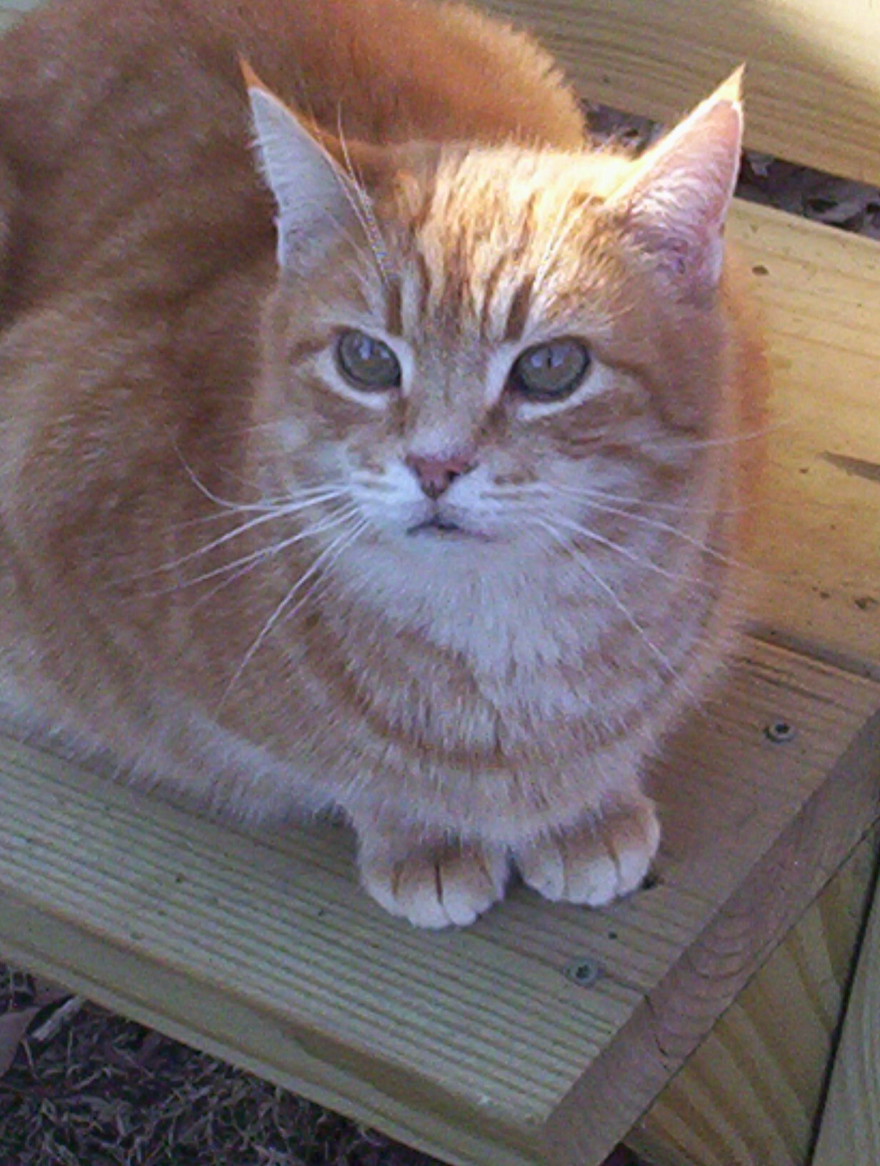 Micah (Sweet & Affectionate) photo 2