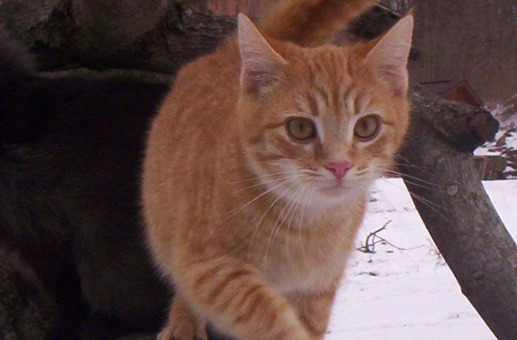 Micah (Sweet & Affectionate), Adult Male unknown
