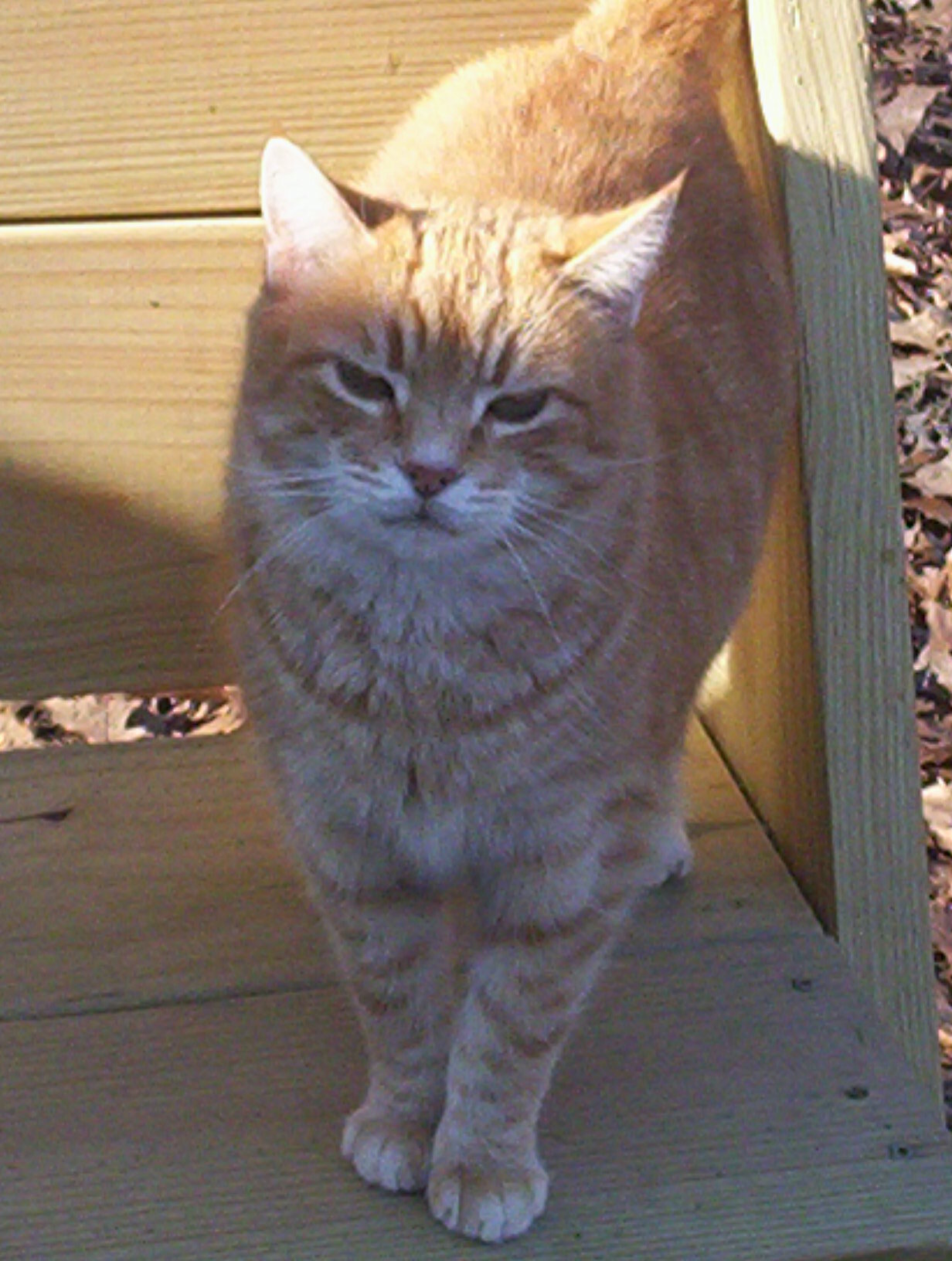 Micah (Sweet & Affectionate) photo 4