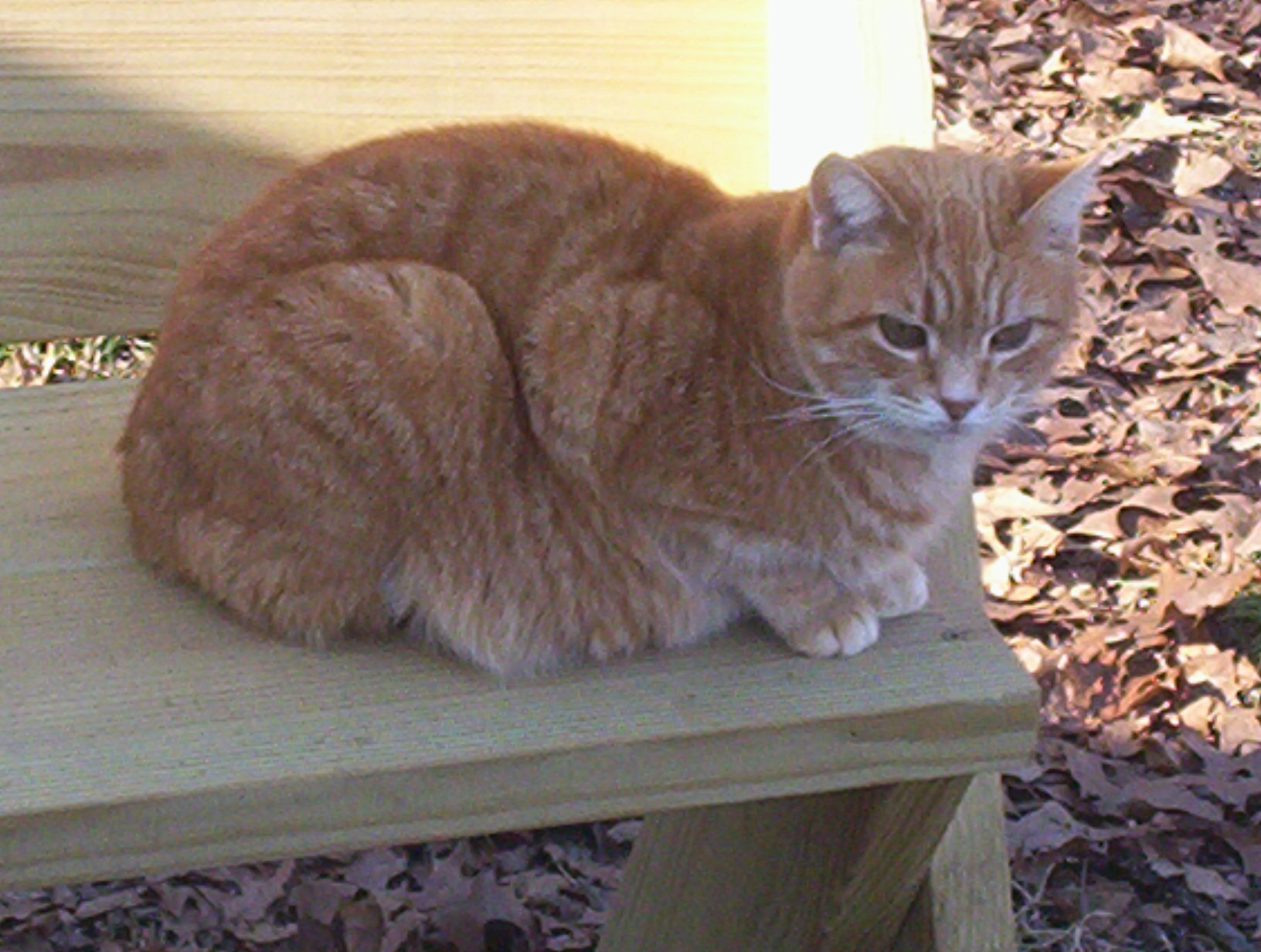 Micah (Sweet & Affectionate) photo 3