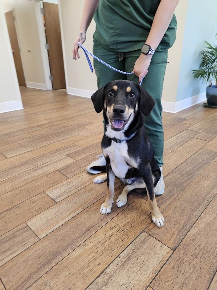 Beaux, a Adoptable mixed breed in Tylertown, MS image 1/2