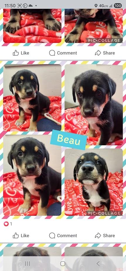 Beaux, a Adoptable mixed breed in Tylertown, MS image 2/2