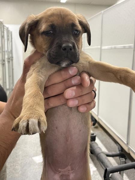 Juno, Adoptable, Puppy Female Shepherd.