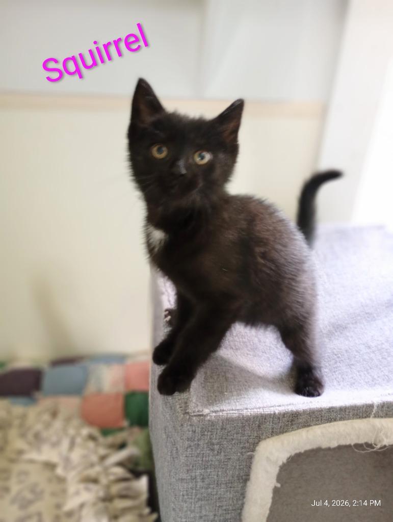 Squirrel, Adoptable, Kitten Female Domestic Short Hair.