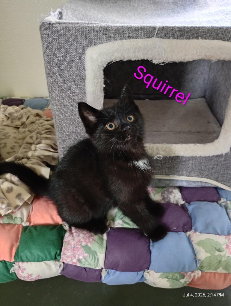 Squirrel, a Adoptable mixed breed in Saint James, MN image 3/4