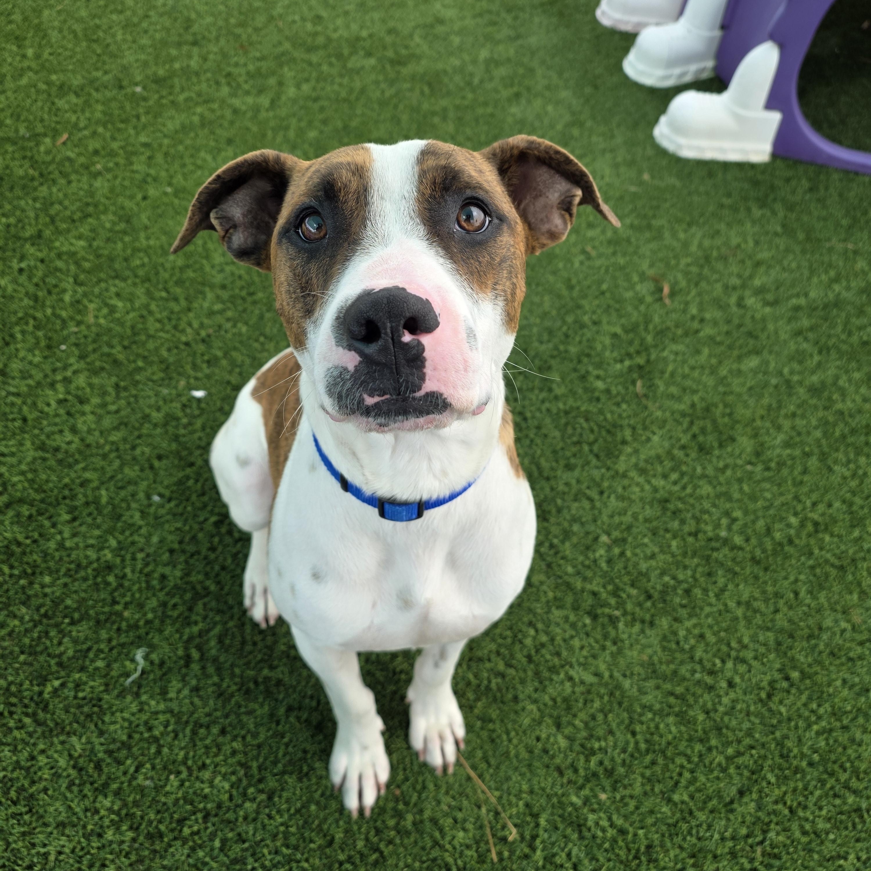 Enlarge Luther , a Adoptable mixed breed in Portage, WI image 1/5