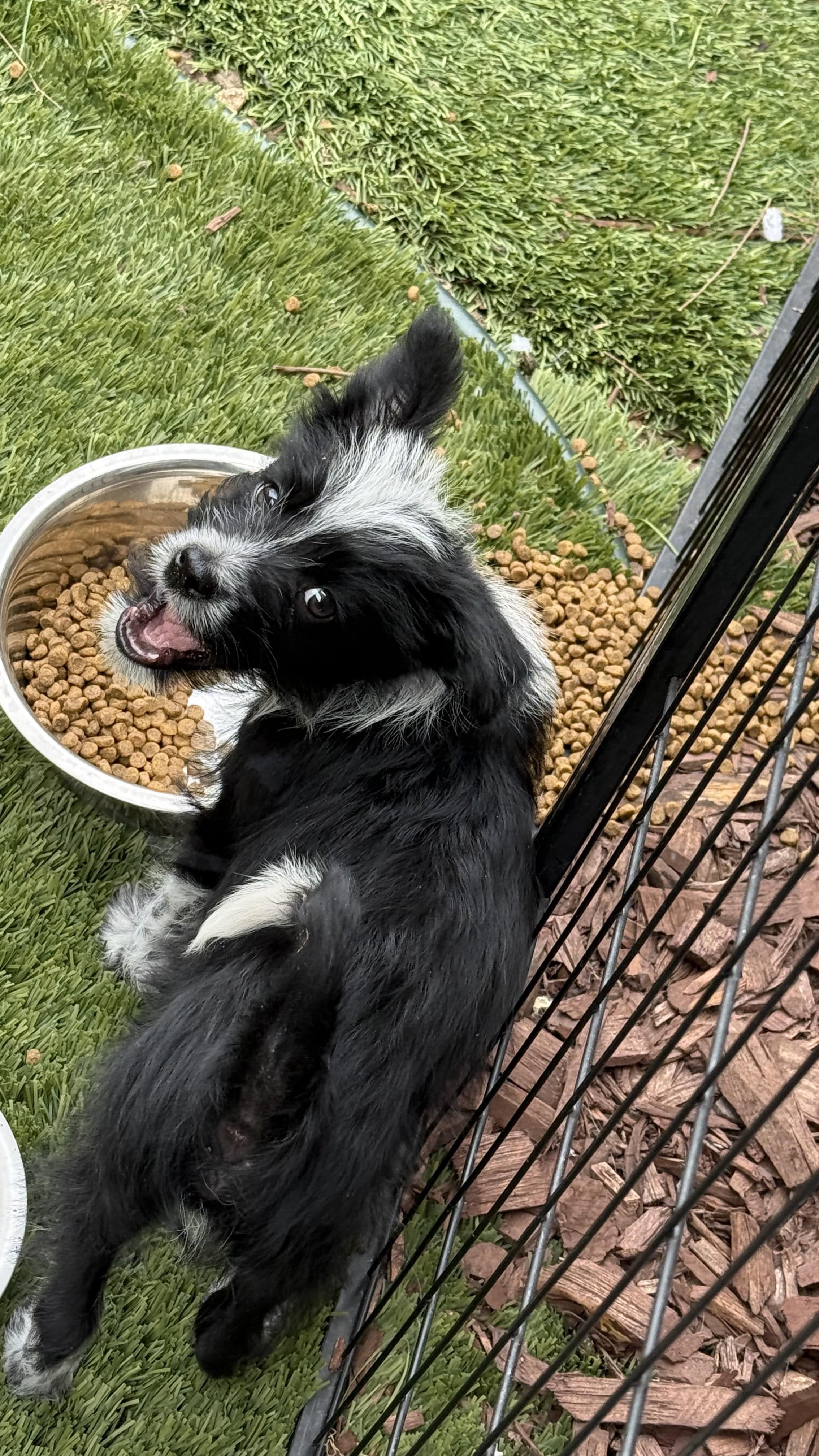 Wilbur, Adoptable, Puppy Male Wirehaired Terrier & Australian Cattle Dog / Blue Heeler.