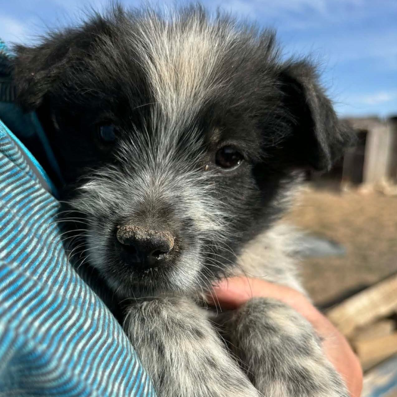 Wilbur, a Adoptable mixed breed in Phoenix, AZ image 2/3