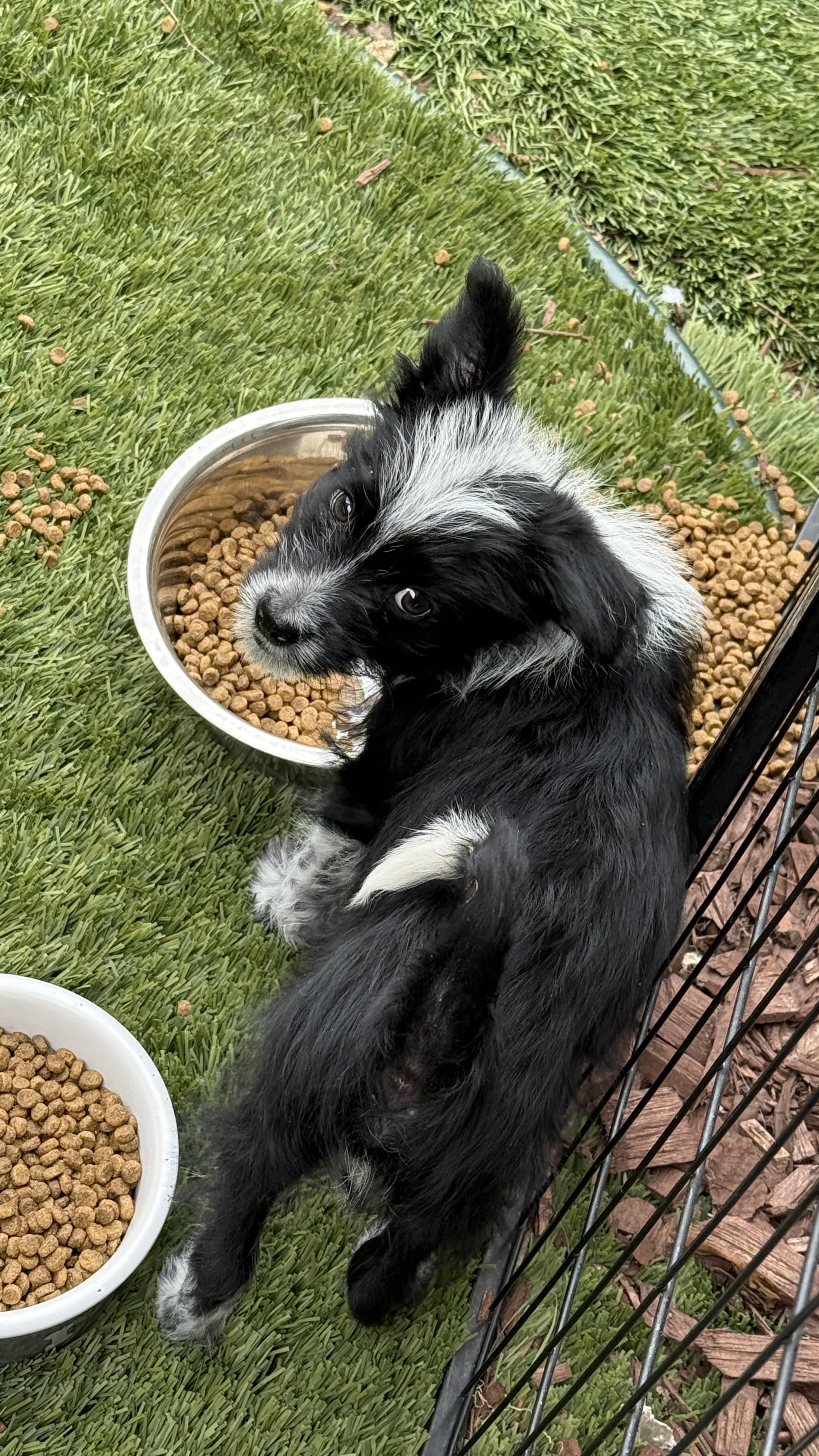 Wilbur, a Adoptable mixed breed in Phoenix, AZ image 3/3