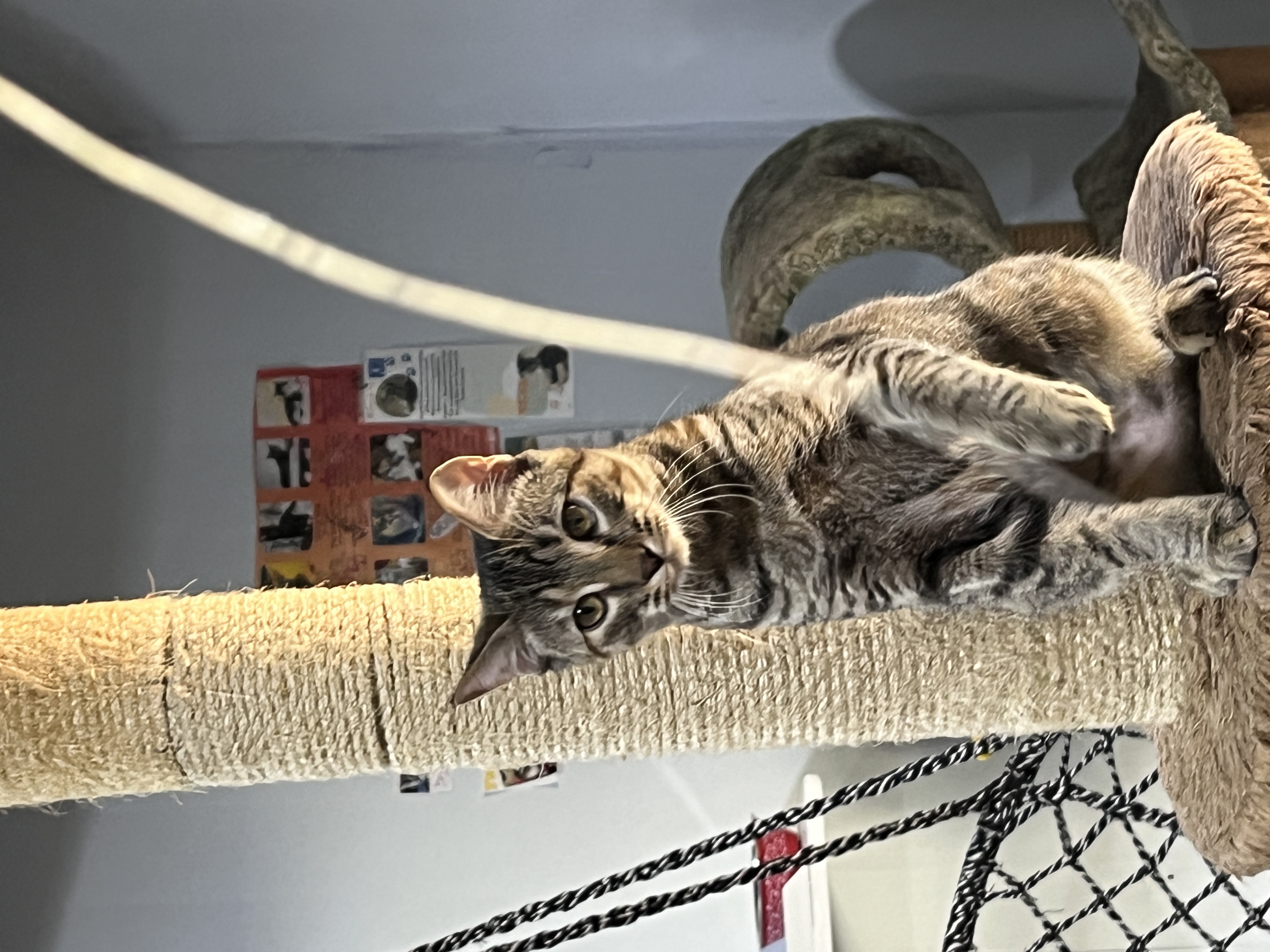 Cinder, Adopted, Young Female Domestic Short Hair.