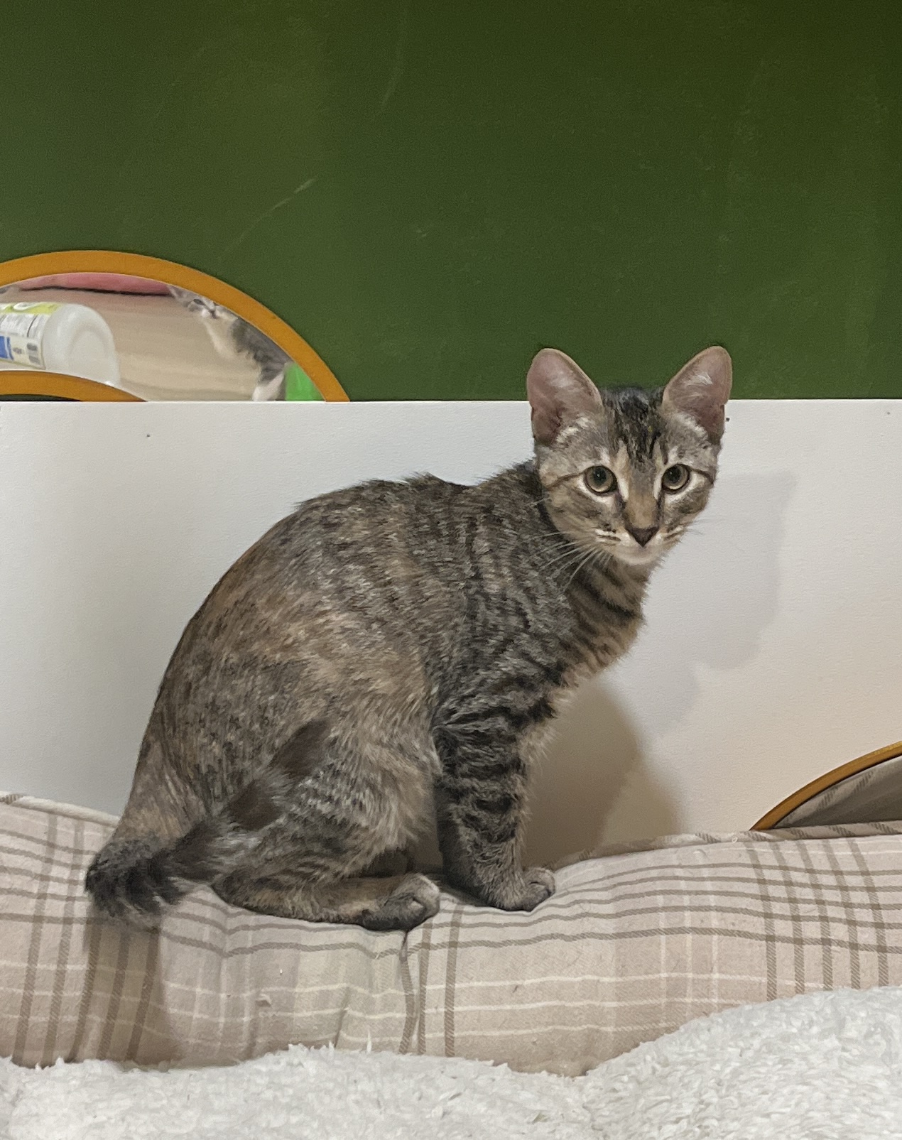 Enlarge Cinder, a Adopted Domestic Short Hair in Schenectady, NY image 2/4