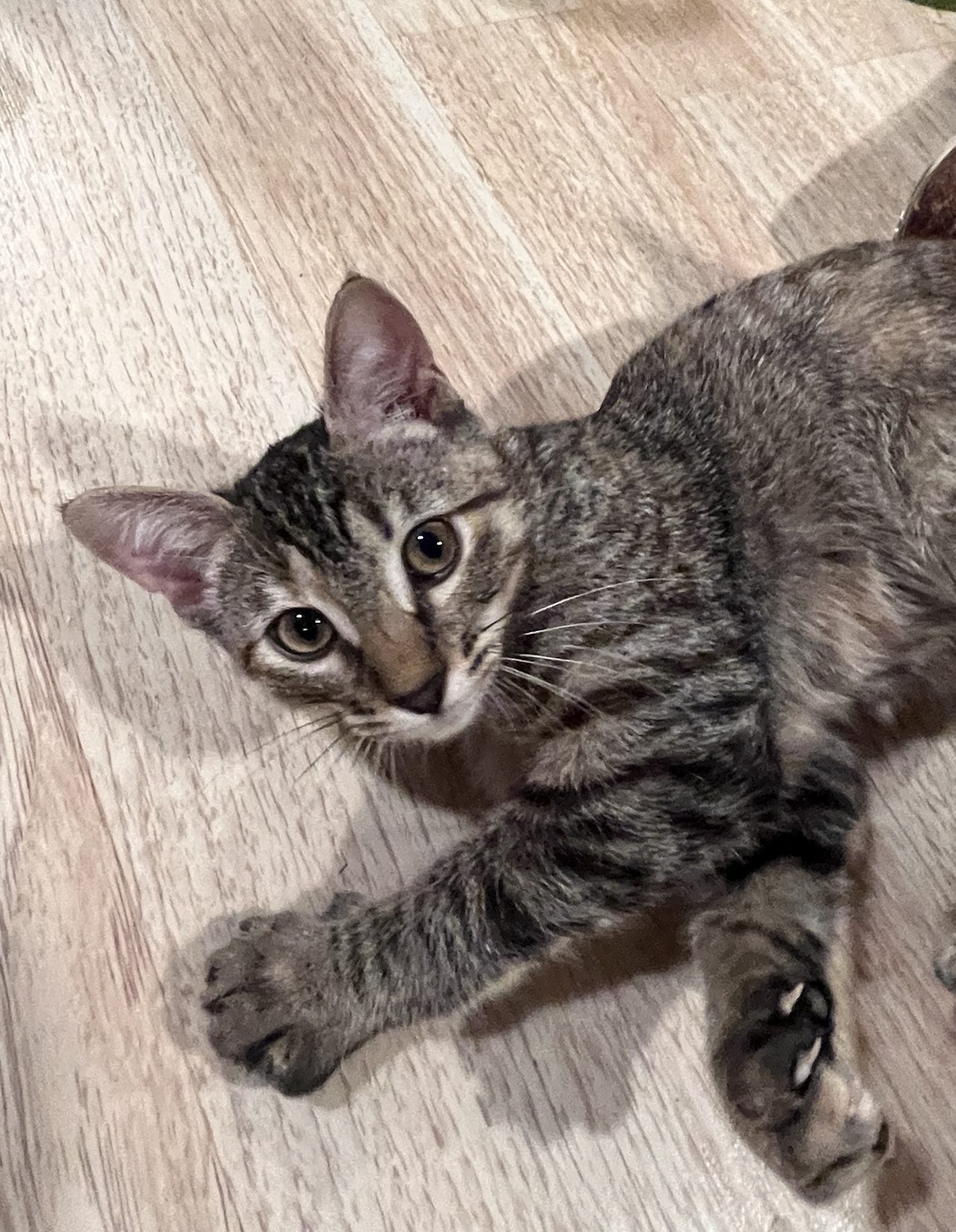 Enlarge Cinder, a Adopted Domestic Short Hair in Schenectady, NY image 3/4