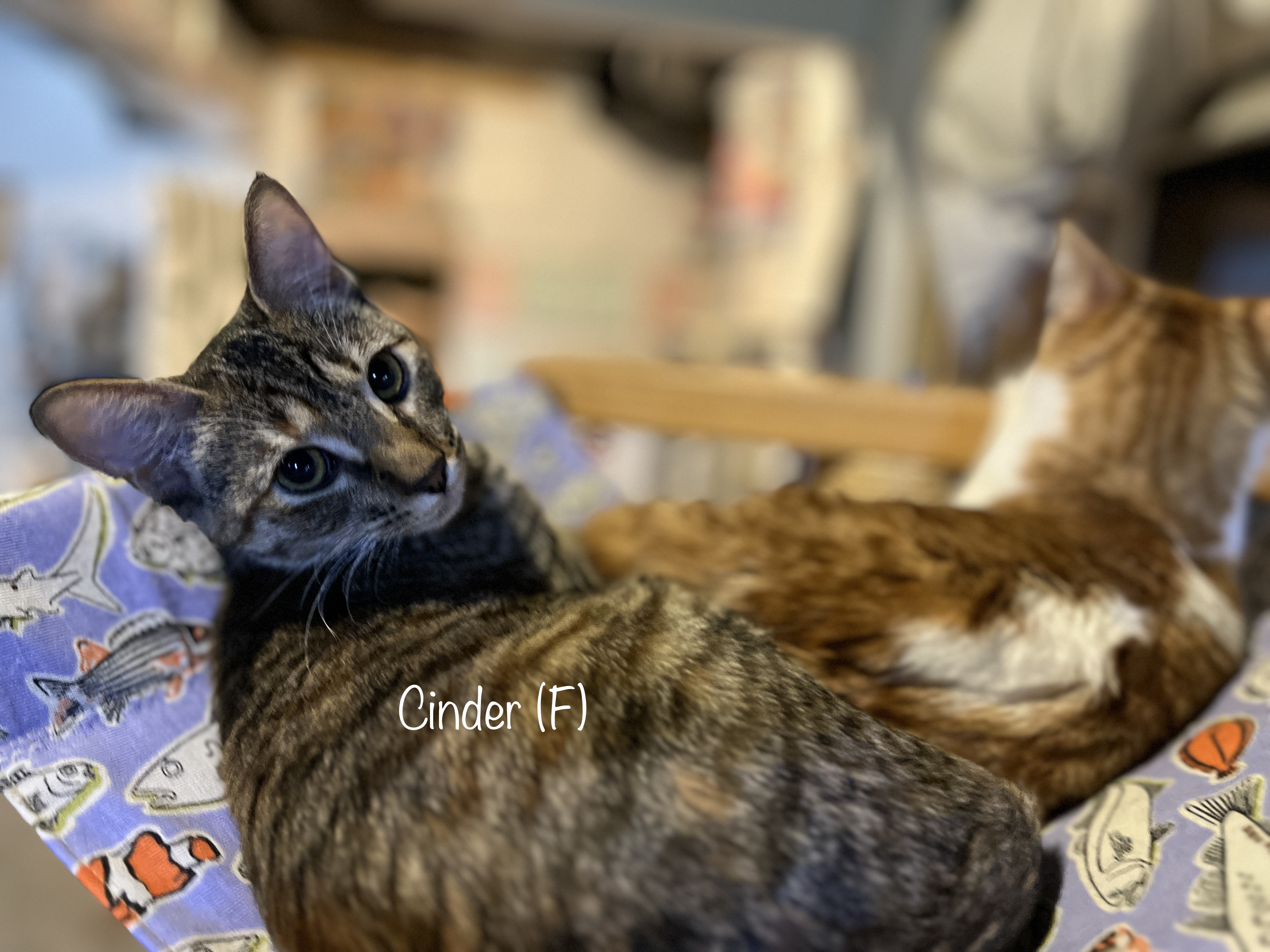 Enlarge Cinder, a Adopted Domestic Short Hair in Schenectady, NY image 4/4