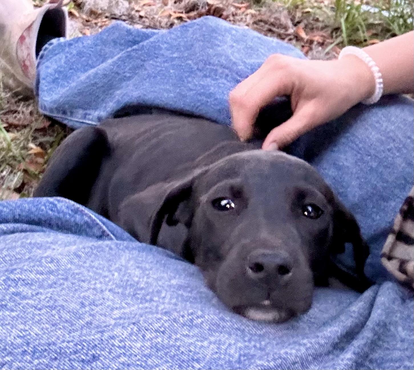 Tessa, adopted, Puppy Female Black Labrador Retriever.
