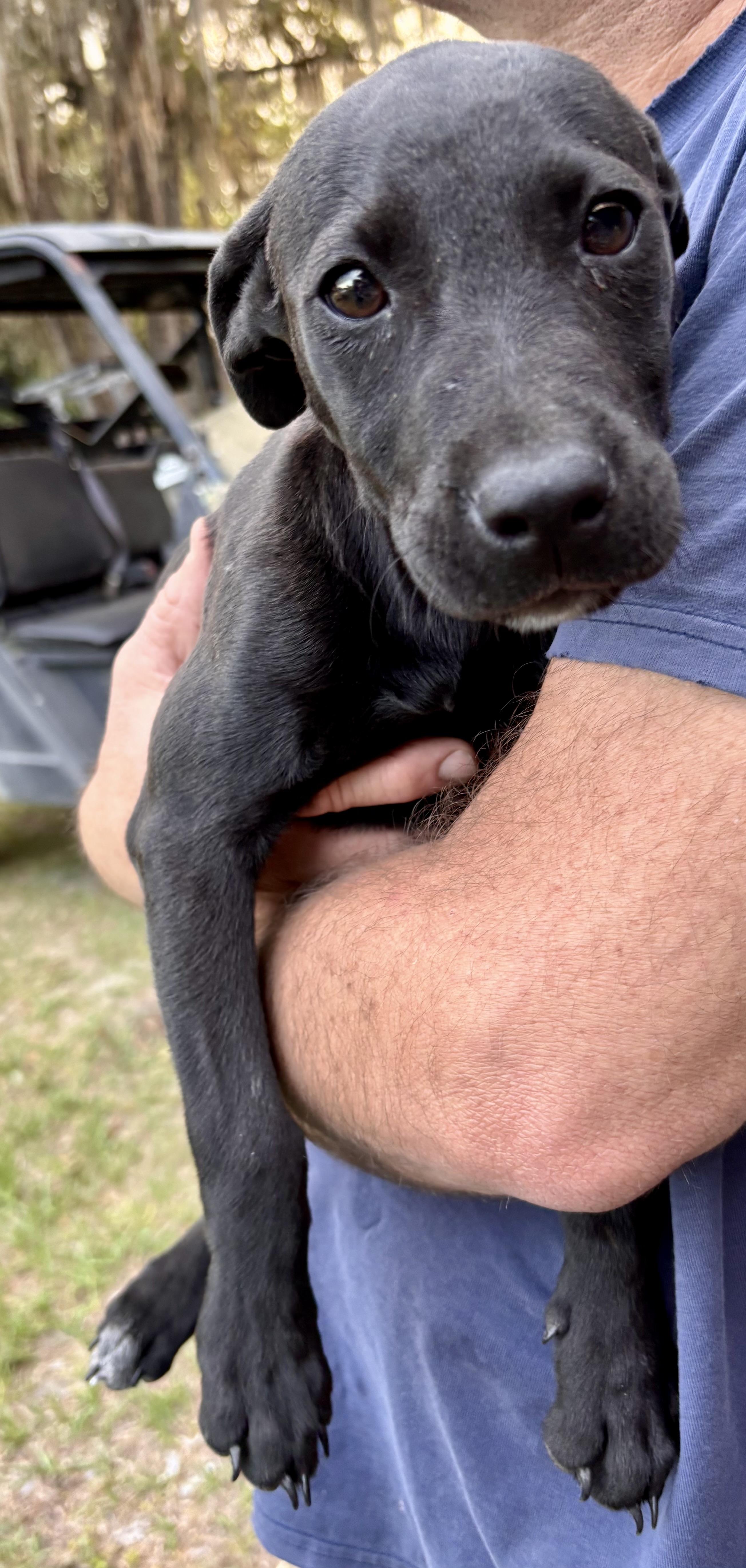 Enlarge Tessa, an adopted mixed breed in Jacksonville, FL image 2/2