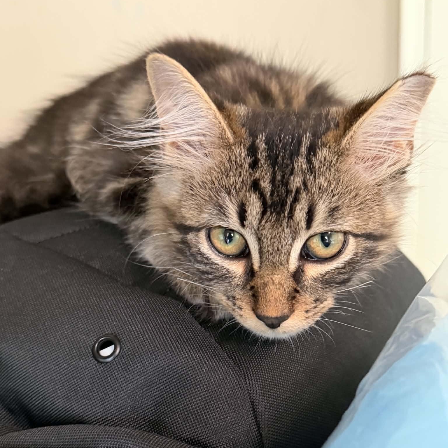 Skip, Adopted, Kitten Male Tabby & Domestic Long Hair.