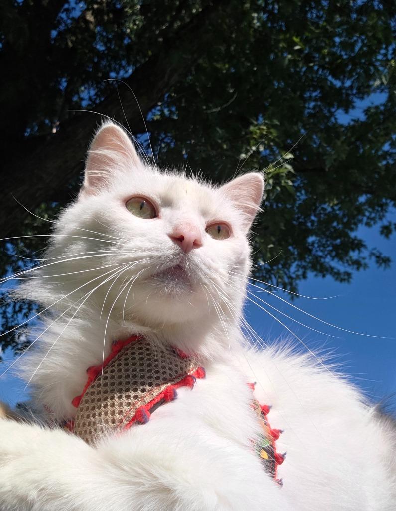 Enlarge Snowbell, a Adoptable mixed breed in Huntington, IN image 1/1