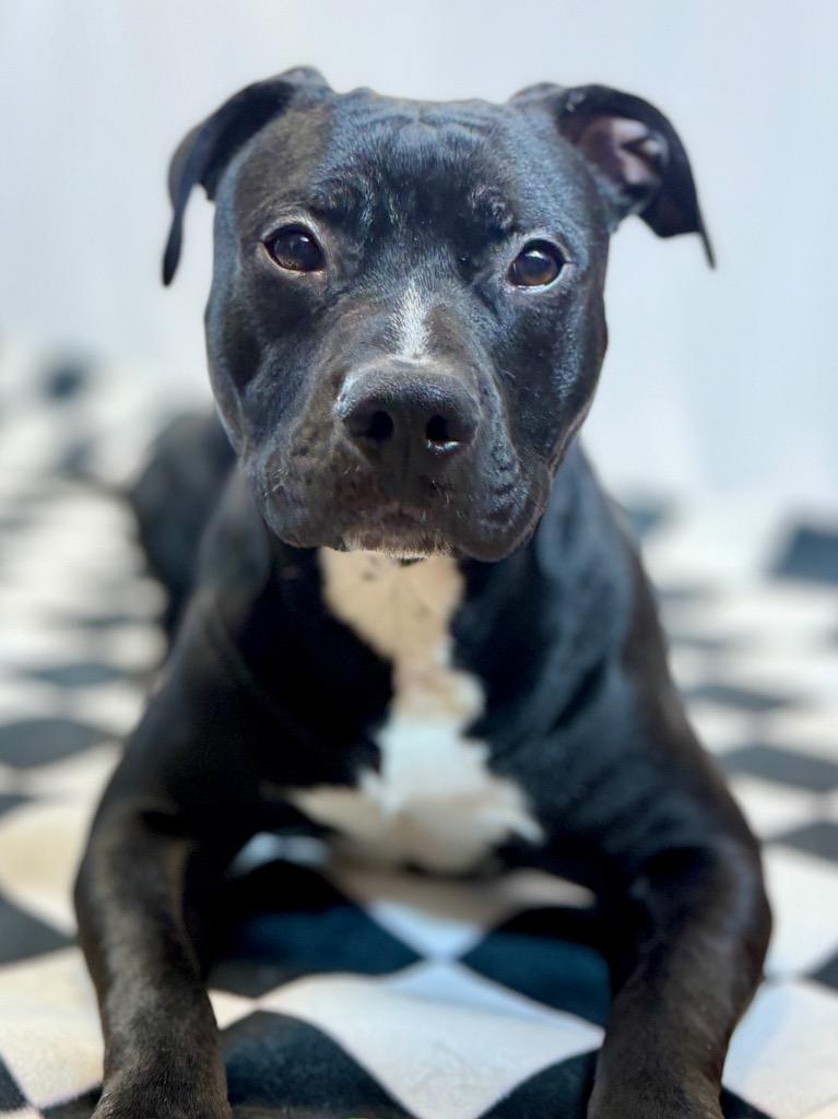 Enlarge Donny, a Adoptable Mixed Breed in Muskegon, MI image 2/6