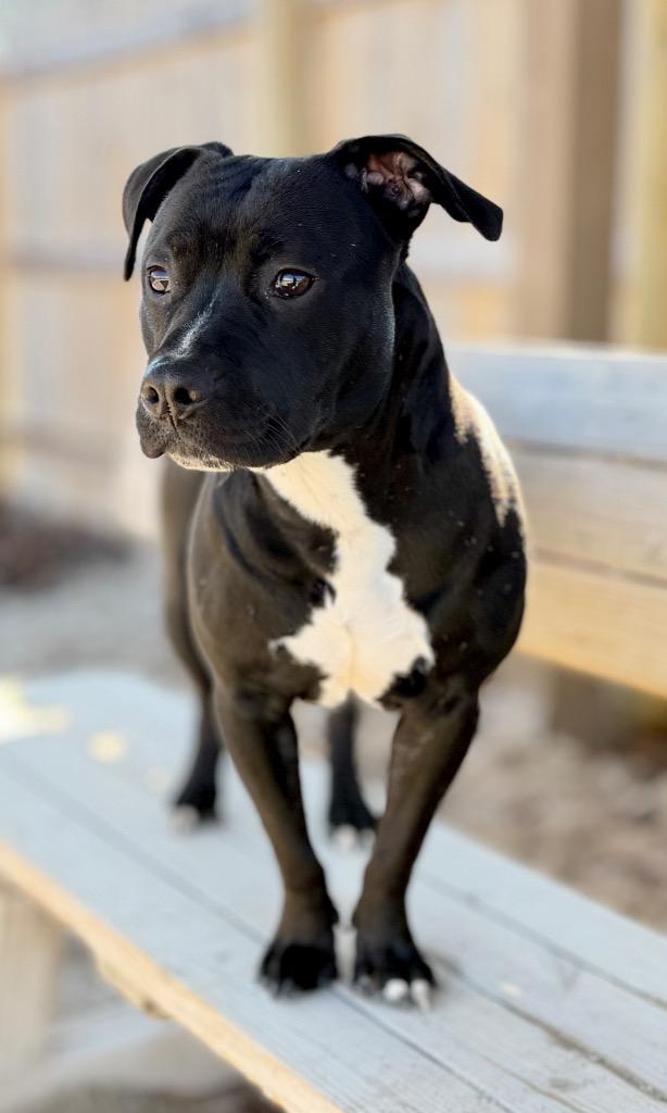 Enlarge Donny, a Adoptable Mixed Breed in Muskegon, MI image 3/6