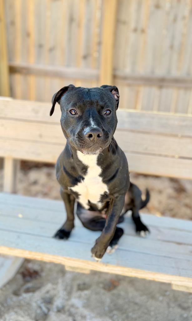 Enlarge Donny, a Adoptable Mixed Breed in Muskegon, MI image 4/6