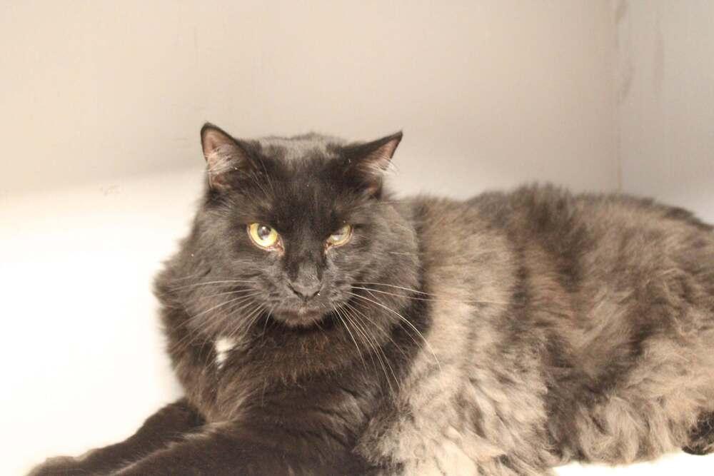 Jojo, Adoptable, Young Male Domestic Long Hair.