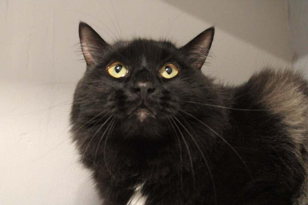 Enlarge Jojo, a Adoptable mixed breed in Wheaton, IL image 2/4