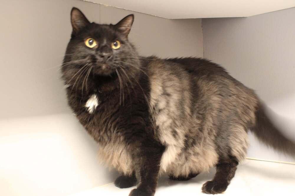 Enlarge Jojo, a Adoptable mixed breed in Wheaton, IL image 3/4