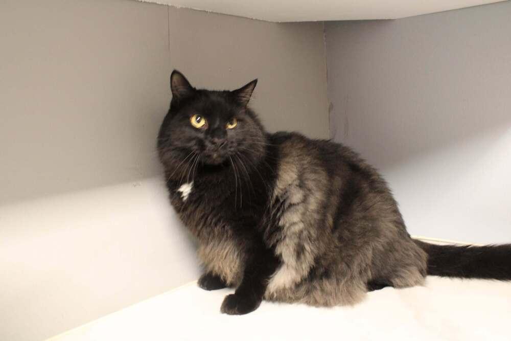 Enlarge Jojo, a Adoptable mixed breed in Wheaton, IL image 4/4