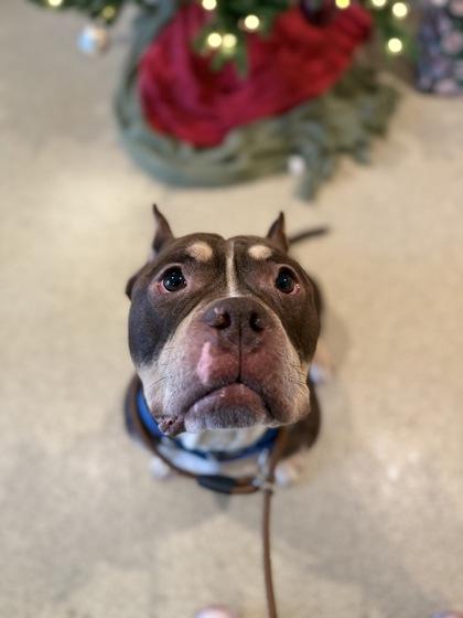 Mango, Adoptable, Adult Male American Bulldog & Mixed Breed.