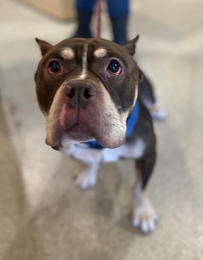 Enlarge Mango, a Adoptable mixed breed in Harbor Springs, MI image 2/2